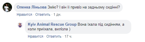 Путешественница: в Киеве обнаружили неожиданное животное на заднем сидении автомобиля